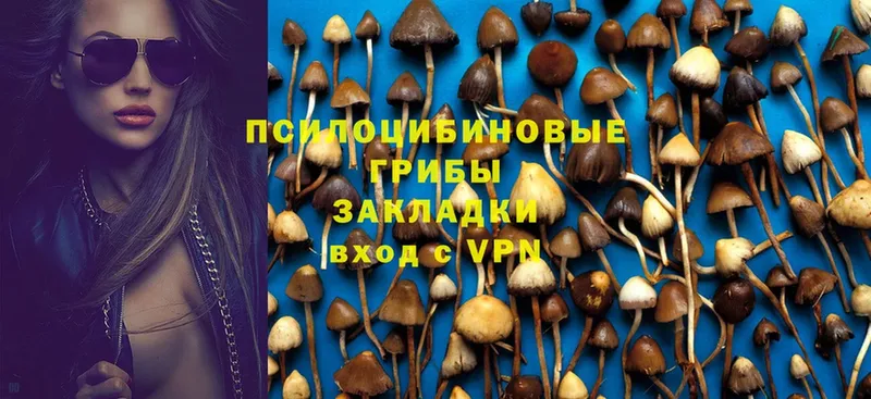 наркошоп  Нарткала  Псилоцибиновые грибы Psilocybe 